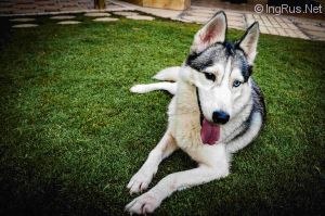 Dog Photo