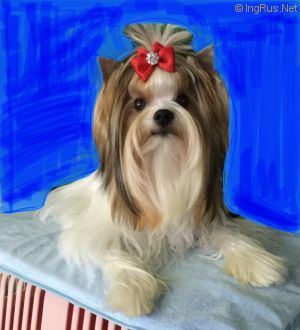 Dog Photo