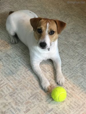 Dog Photo