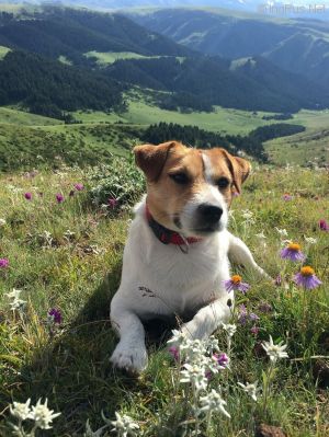 Dog Photo