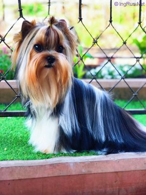 Dog Photo