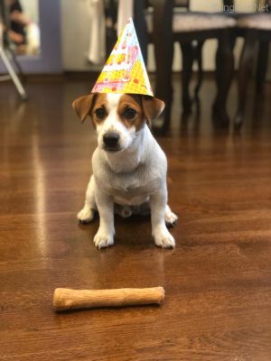 Dog Photo