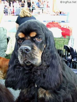 Dog Photo