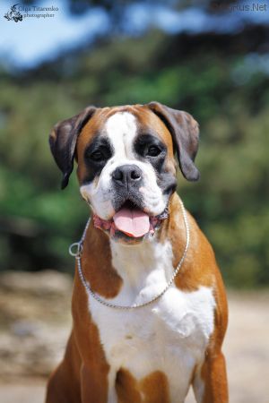 Dog Photo