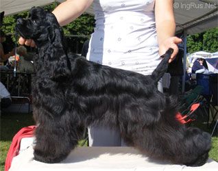 Dog Photo