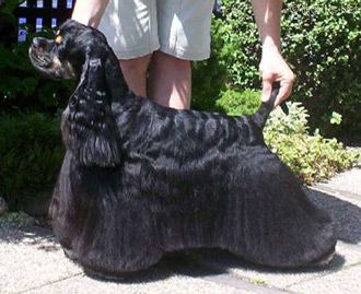 Dog Photo