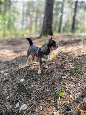 Dog Photo