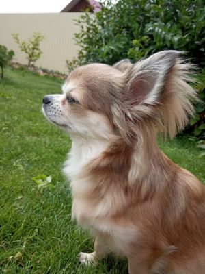 Dog Photo