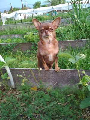 Dog Photo