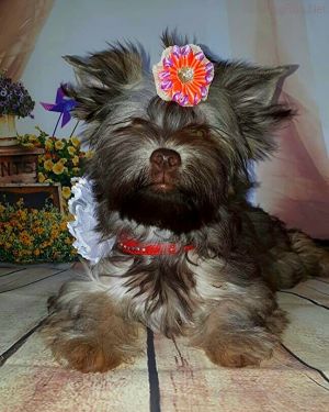 Dog Photo
