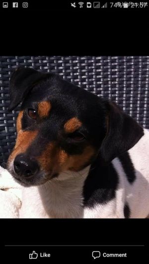 Dog Photo