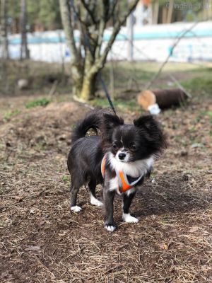 Dog Photo