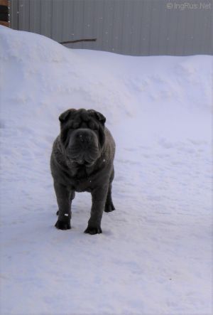 Dog Photo