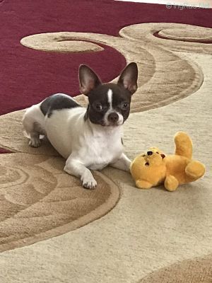 Dog Photo