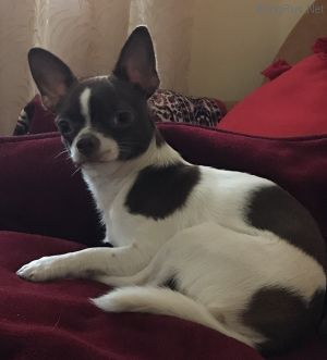 Dog Photo