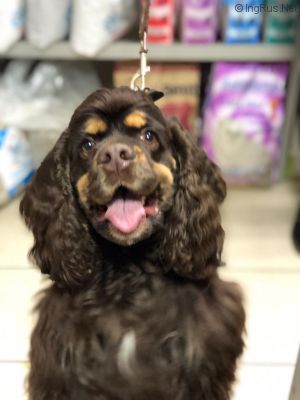Dog Photo