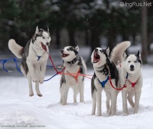 Dog Photo