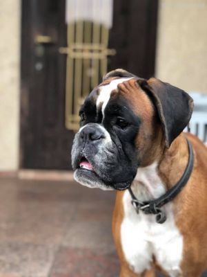 Dog Photo