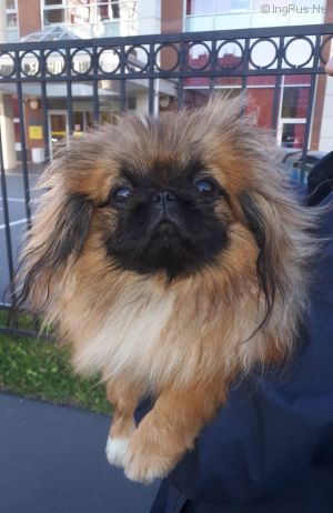 Dog Photo