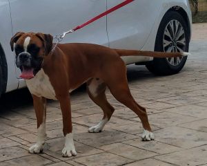 Dog Photo