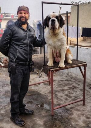 Dog Photo
