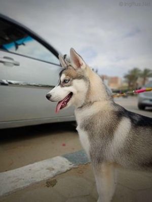 Dog Photo