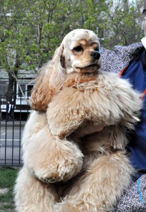 Dog Photo