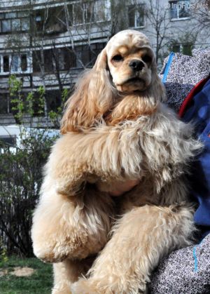 Dog Photo