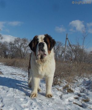 Dog Photo