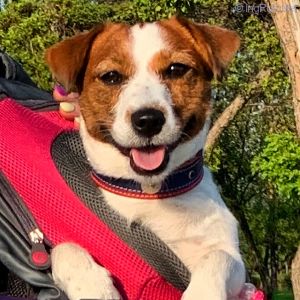 Dog Photo