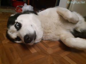 Dog Photo