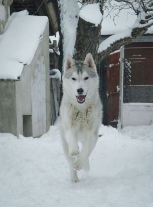 Dog Photo