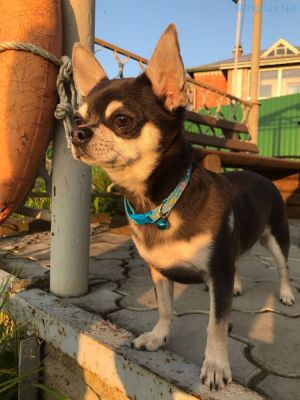 Dog Photo