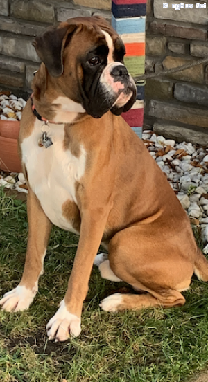 Dog Photo