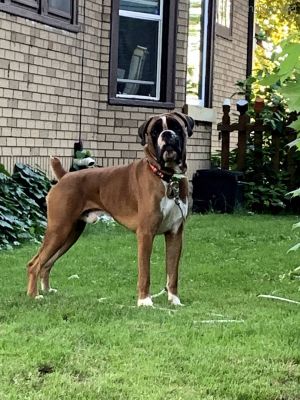 Dog Photo
