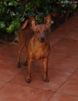 Dog Photo