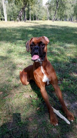Dog Photo