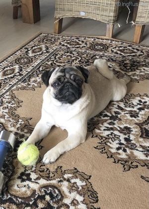 Dog Photo