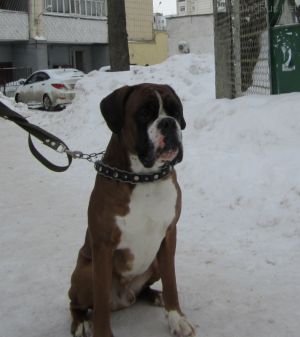 Dog Photo