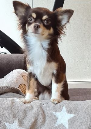 Dog Photo