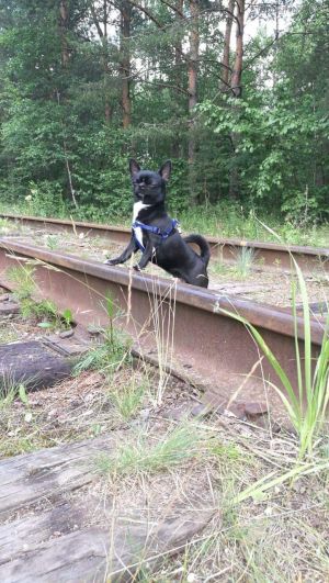 Dog Photo