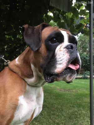 Dog Photo