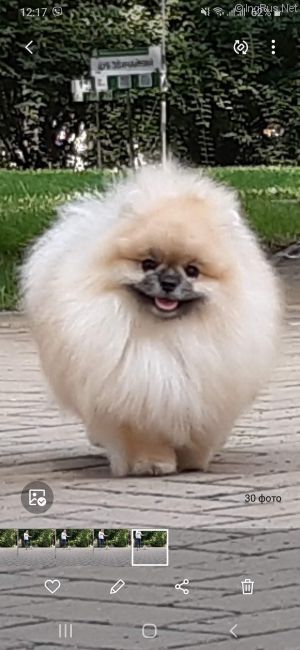 Dog Photo