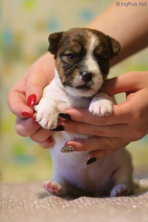 Dog Photo