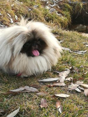 Dog Photo