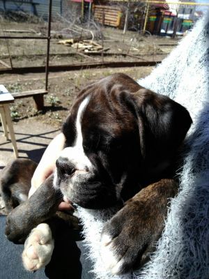 Dog Photo