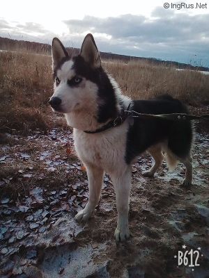 Dog Photo