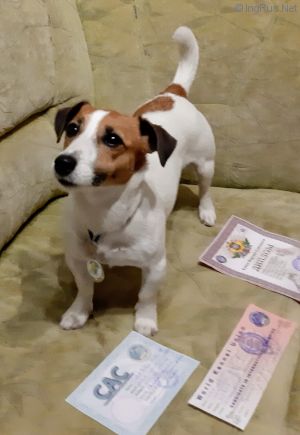 Dog Photo