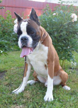 Dog Photo