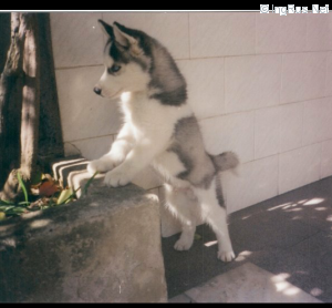 Dog Photo